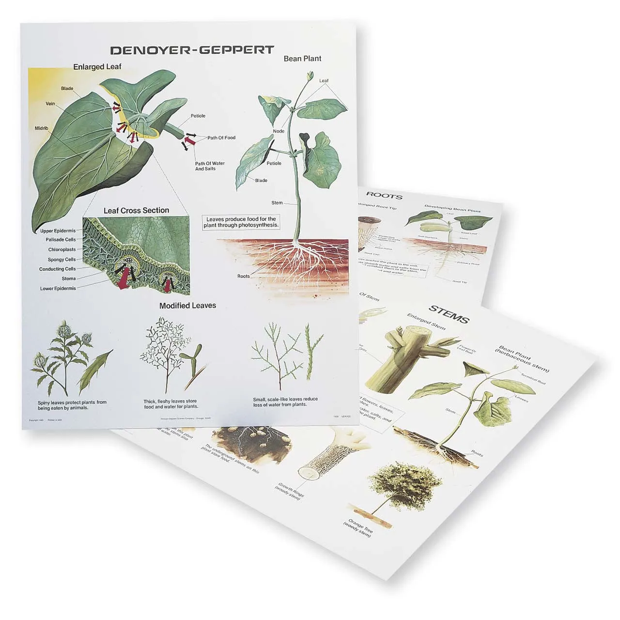 1025-13-AL VINTAGE Plant Morphology Wall Charts, Set of three