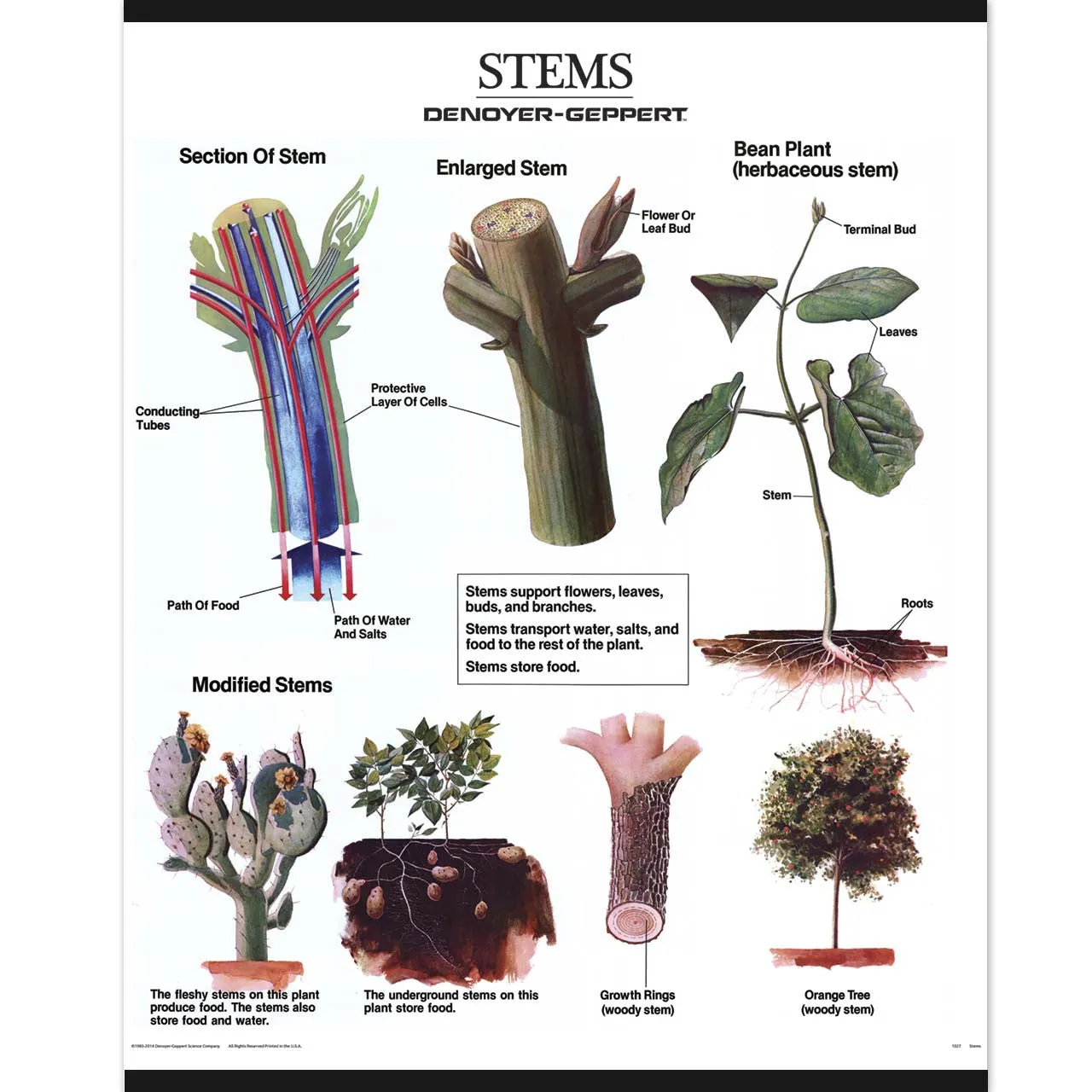 1025-13-AL VINTAGE Plant Morphology Wall Charts, Set of three