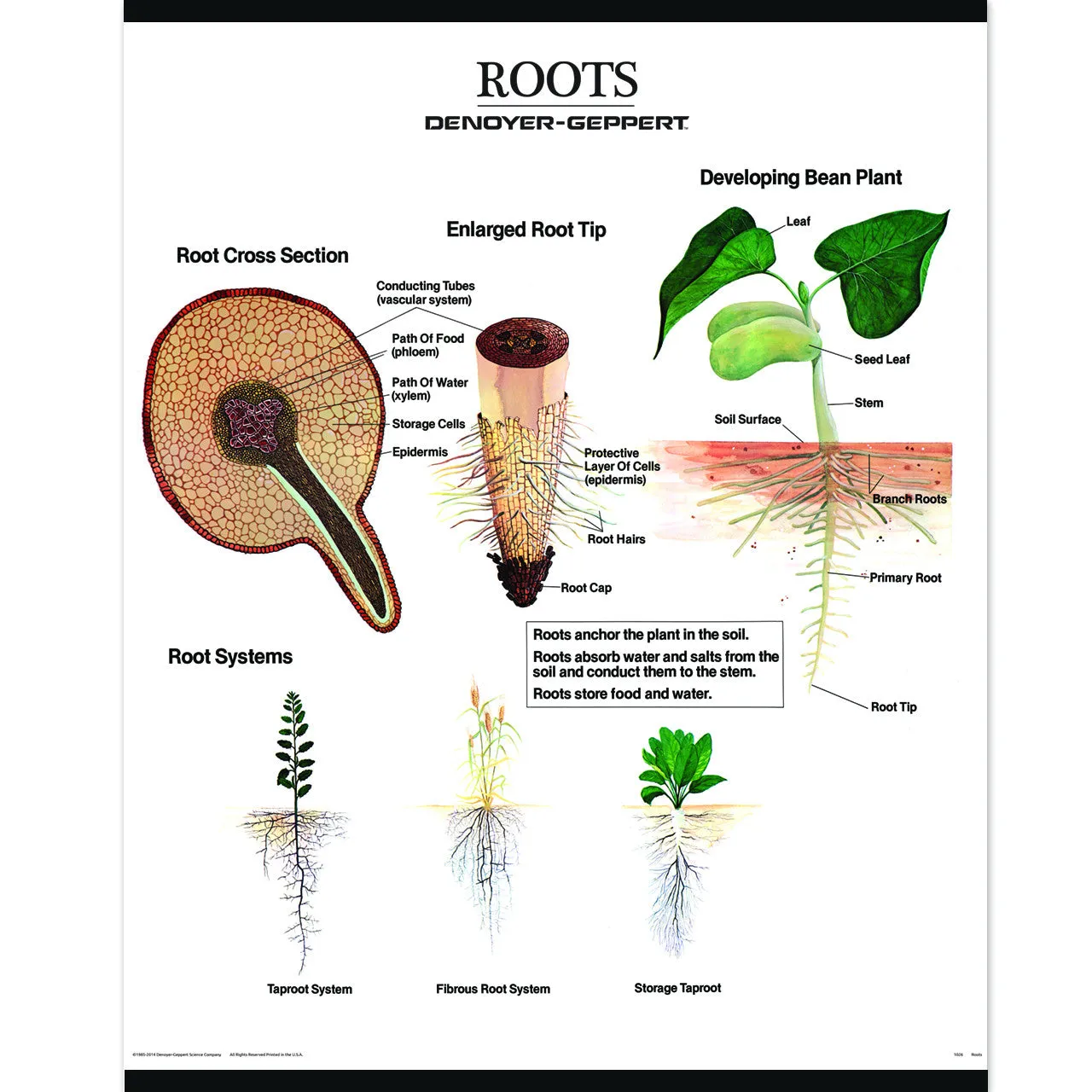 1025-13-AL VINTAGE Plant Morphology Wall Charts, Set of three