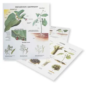 1025-13-AL VINTAGE Plant Morphology Wall Charts, Set of three