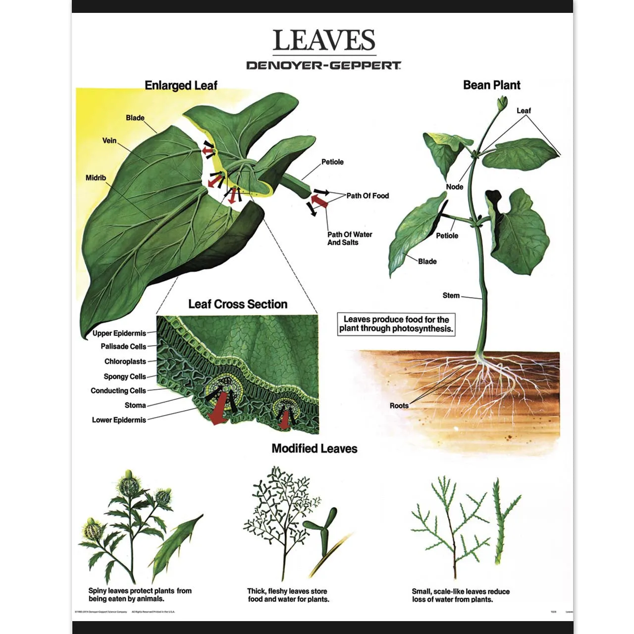 1025-13-AL VINTAGE Plant Morphology Wall Charts, Set of three