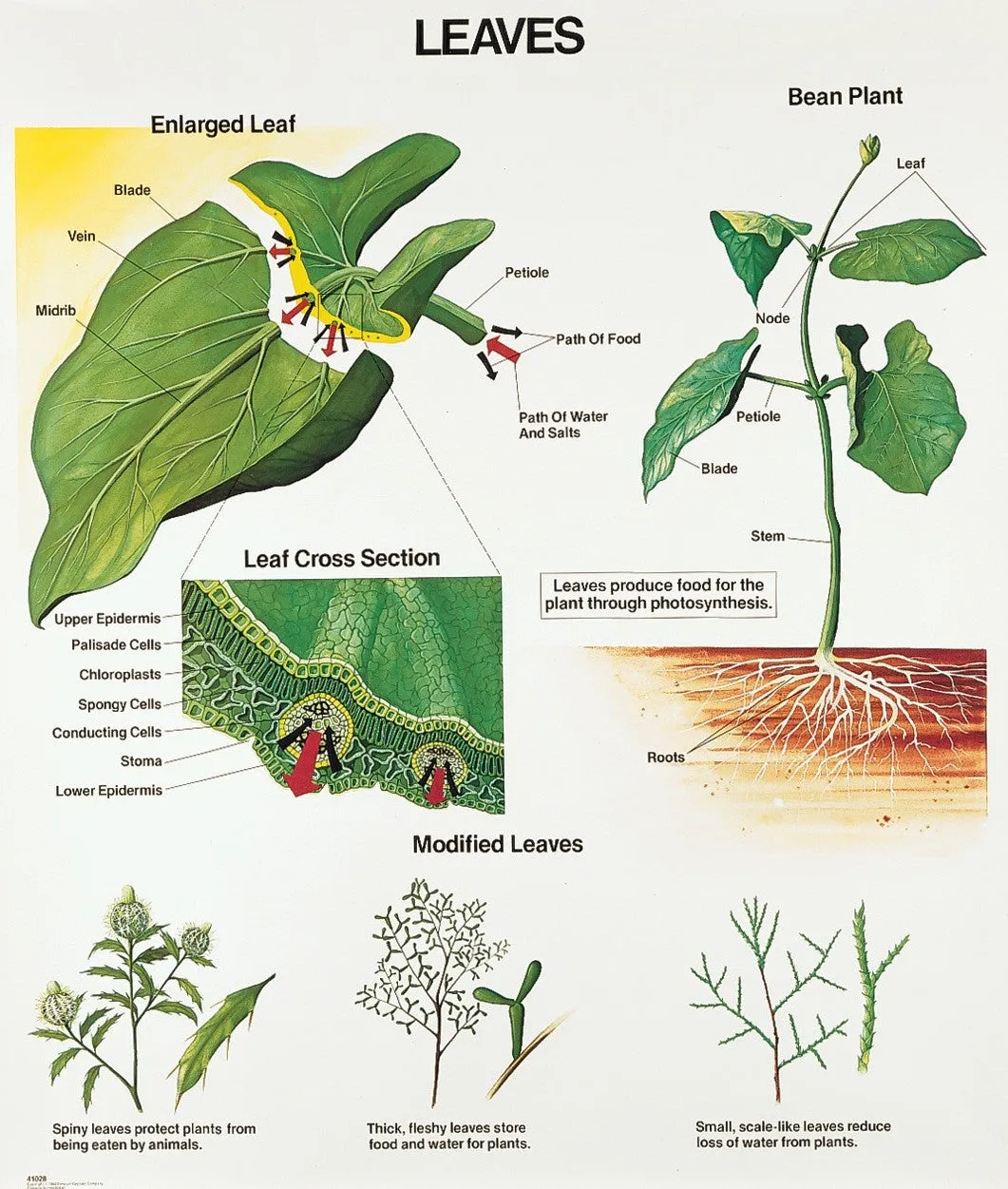 1028-10 Leaves Wall Chart, Mounted