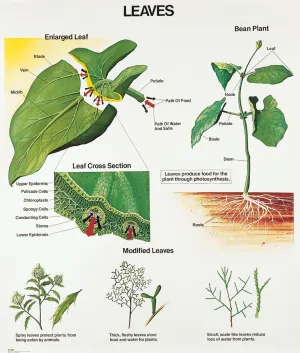 1028-10 Leaves Wall Chart, Mounted
