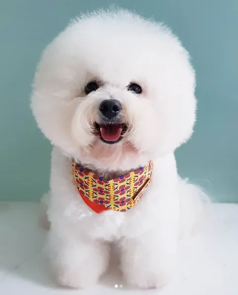 Good Dog People x Ohpopdog Pawranakan Dog Bandana (Yellow)